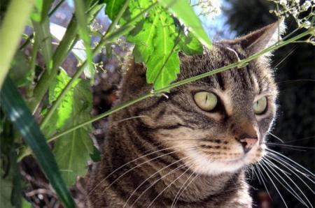 Qui a un chat?
