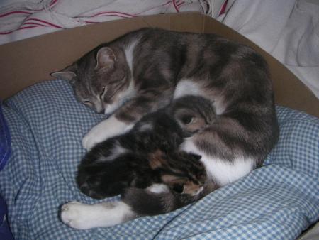 Les chats d'alexis